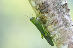 Tropidacris cristata grandis