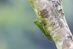 Tropidacris cristata grandis