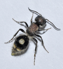 Sigilla dorsata