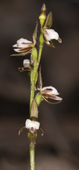 Prasophyllum brevilabre