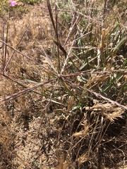 Enteropogon acicularis