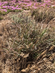 Enteropogon acicularis