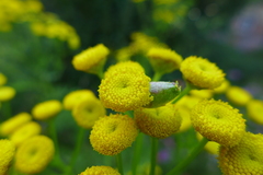 Rhopalomyia tanaceticola
