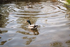 Anas platyrhynchos domesticus