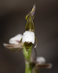 Prasophyllum brevilabre