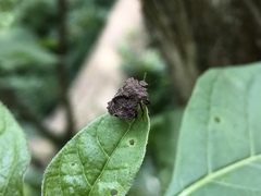 Cyrtocoris