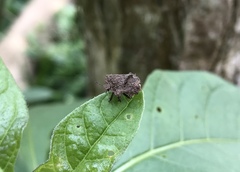 Cyrtocoris