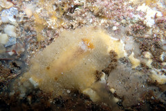 Sclerodoris