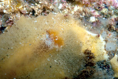 Sclerodoris