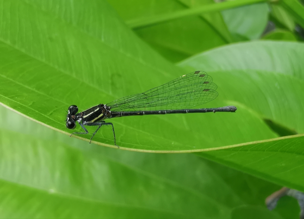 Marsh Dancer