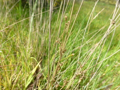 Juncus subsecundus