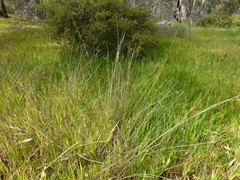 Juncus subsecundus