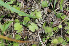 Leptinella squalida