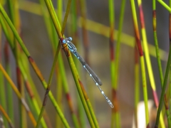 Austrolestes minjerriba
