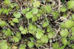 Leptinella squalida