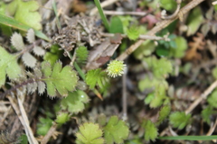 Leptinella squalida