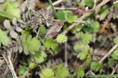 Leptinella squalida