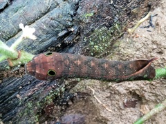 Xylophanes anubus