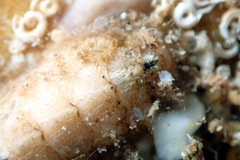 Acanthochitona pilsbryi