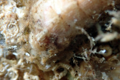 Acanthochitona pilsbryi