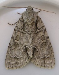 Acronicta spinigera