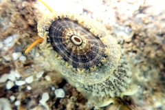 Amblychilepas nigrita