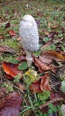Coprinus comatus