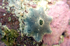 Meridiastra occidens