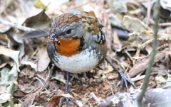 Australian Logrunner photo 5