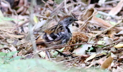 Australian Logrunner photo 2