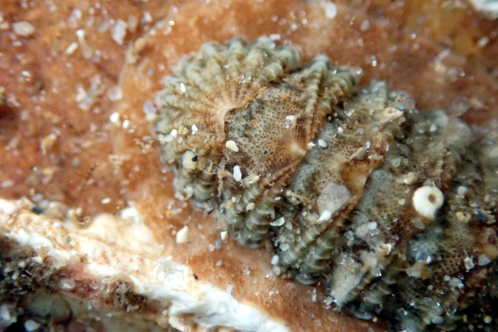 Ancient Chiton