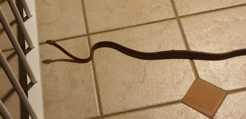 Brown Tree Snake sighting