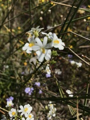 Nemesia floribunda