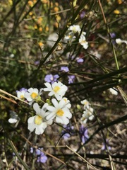 Nemesia floribunda