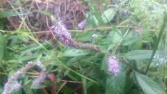 Pogostemon auricularius