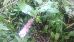 Pogostemon auricularius