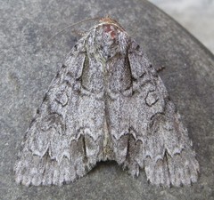 Acronicta spinigera
