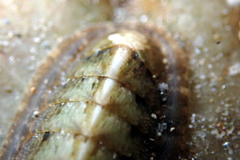 Ischnochiton subviridis