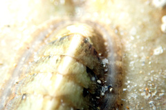 Ischnochiton subviridis