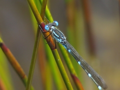 Austrolestes minjerriba