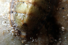 Ischnochiton subviridis