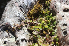 Leptinella squalida