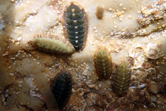 Ischnochiton subviridis