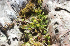 Leptinella squalida