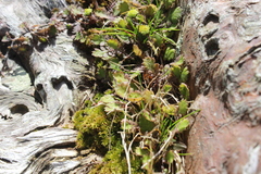Leptinella squalida