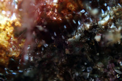 Plaxiphora matthewsi