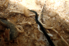 Phyllodocidae