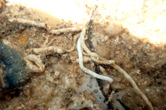 Phyllodocidae