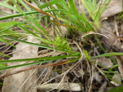 Carex breviculmis