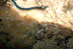 Phyllodocidae